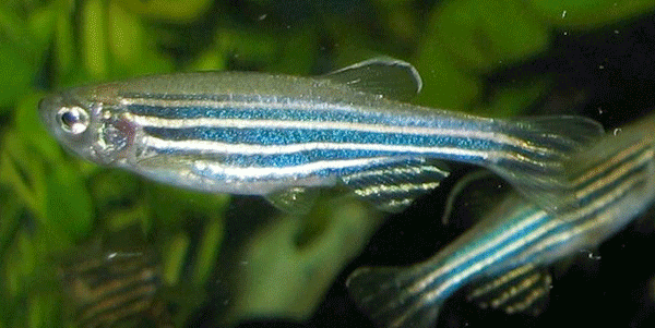 Zebrafish